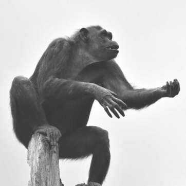 Monkey1 Monkey1